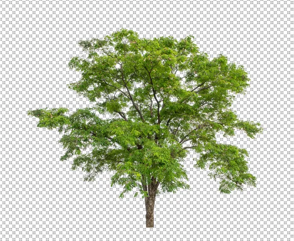 Árbol Sobre Fondo Transparente Con Ruta Recorte Árbol Único Con — Foto de Stock