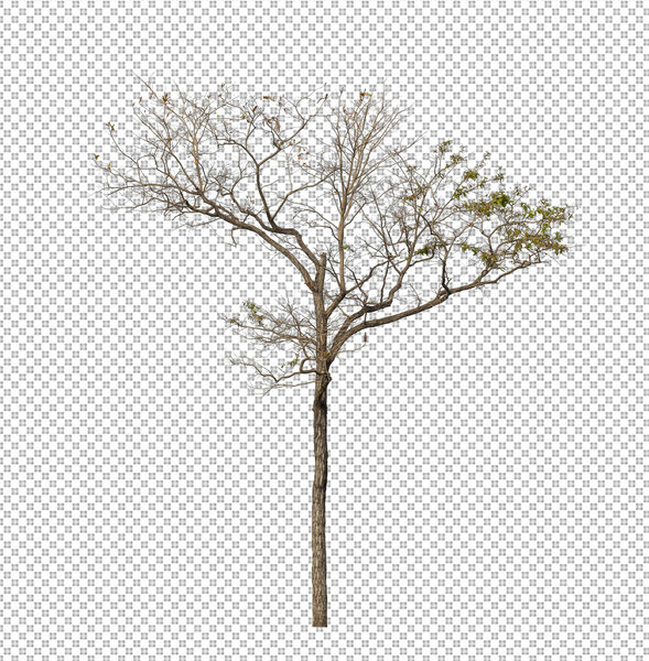 Tree on transparent picture background with clipping path, single tree with clipping path and alpha channel