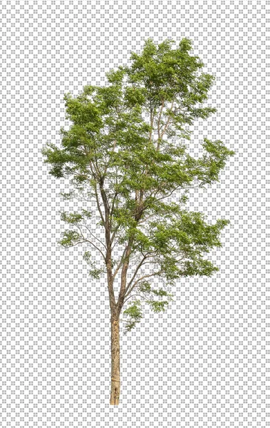 Kesme yolu olan şeffaf resim arkaplanı, kırpma yolu ve alfa kanalı olan tek ağaç
