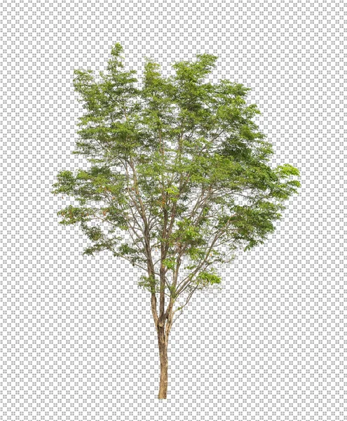 Strom Průhledném Pozadí Obrázku Oříznutou Cestou Jeden Strom Oříznutou Cestou — Stock fotografie