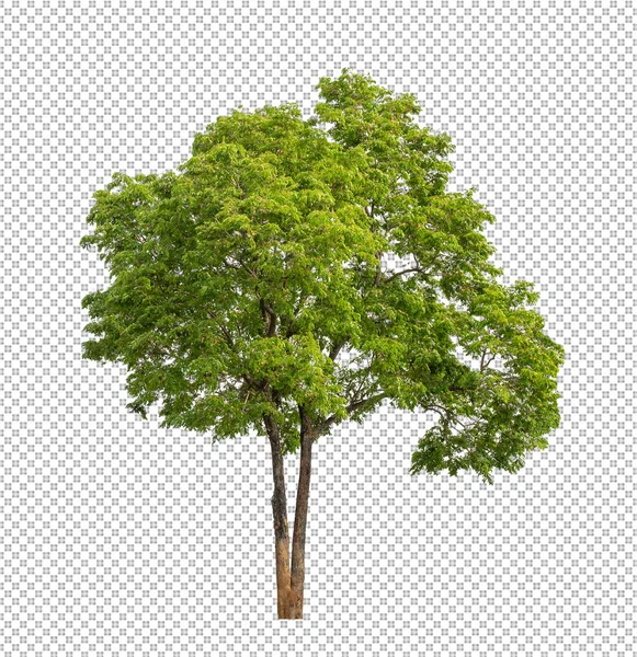 Albero Sfondo Immagine Trasparente Con Percorso Ritaglio Albero Singolo Con — Foto Stock