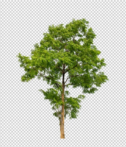 Árbol Sobre Fondo Transparente Con Ruta Recorte Árbol Único Con — Foto de Stock