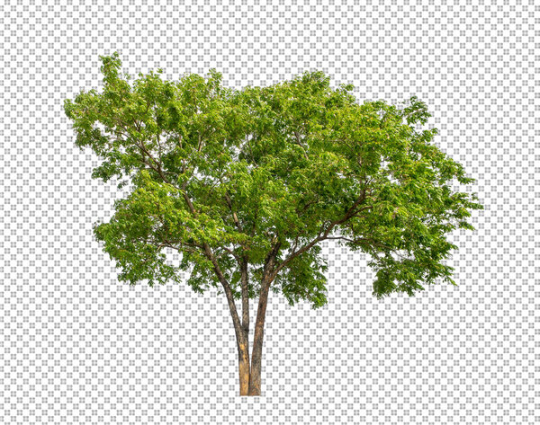 Tree on transparent picture background with clipping path, single tree with clipping path and alpha channel