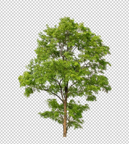 Kesme yolu olan şeffaf resim arkaplanı, kırpma yolu ve alfa kanalı olan tek ağaç
