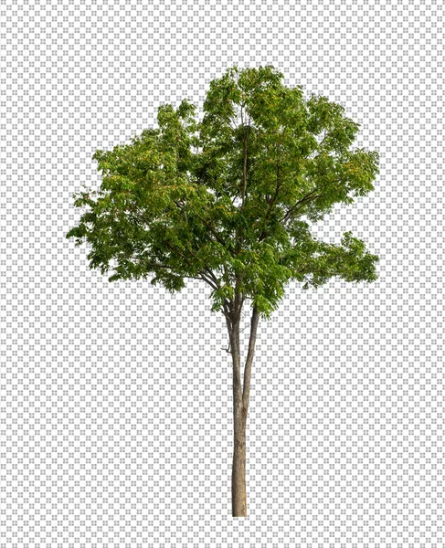 Kesme yolu olan şeffaf resim arkaplanı, kırpma yolu ve alfa kanalı olan tek ağaç
