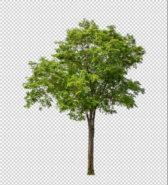 Baum Auf Transparentem Bildhintergrund Mit Clipping Pfad Einzelbaum Mit Clipping — Stockfoto