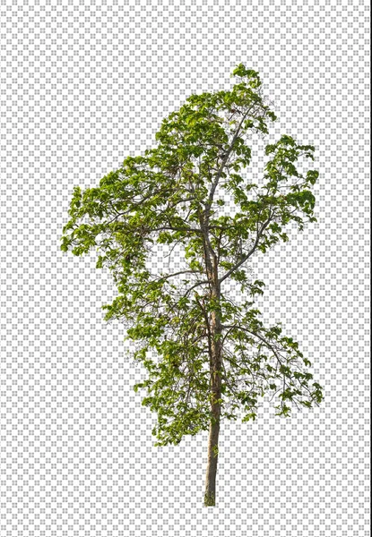 クリッピングパスを持つ透明画像背景の木 クリッピングパスとアルファチャンネルを持つ単一の木 — ストック写真