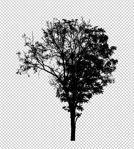 Silhouette Arbre Sur Fond Transparent Avec Chemin Coupe Alpha — Photo