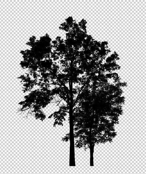 Silhouette Arbre Sur Fond Transparent Avec Chemin Coupe Alpha — Photo