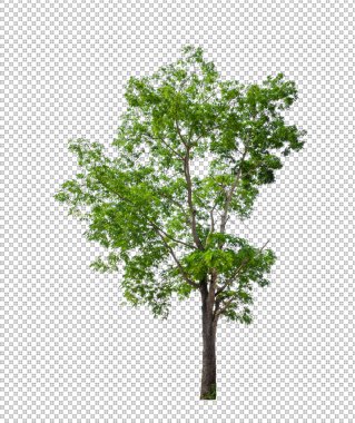 Kesme yolu olan şeffaf resim arkaplanı, kırpma yolu ve alfa kanalı olan tek ağaç