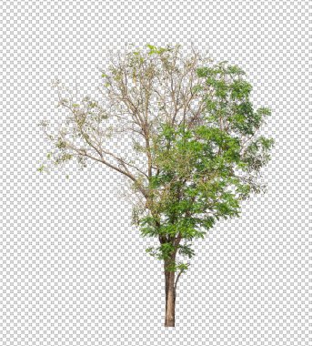 Kesme yolu olan şeffaf resim arkaplanı, kırpma yolu ve alfa kanalı olan tek ağaç