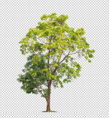 Kesme yolu olan şeffaf resim arkaplanı, kırpma yolu ve alfa kanalı olan tek ağaç