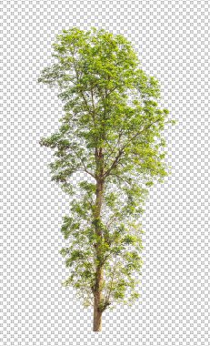 Kesme yolu olan şeffaf resim arkaplanı, kırpma yolu ve alfa kanalı olan tek ağaç