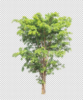 Kesme yolu olan şeffaf resim arkaplanı, kırpma yolu ve alfa kanalı olan tek ağaç