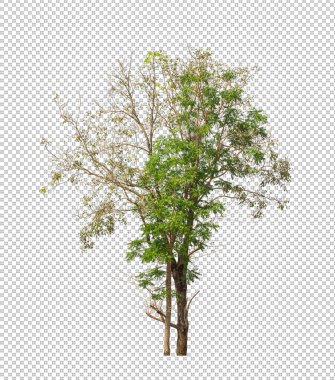 Kesme yolu olan şeffaf resim arkaplanı, kırpma yolu ve alfa kanalı olan tek ağaç