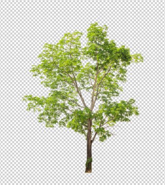 Kesme yolu olan şeffaf resim arkaplanı, kırpma yolu ve alfa kanalı olan tek ağaç