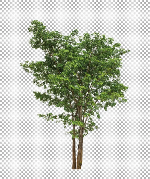 Albero Sfondo Immagine Trasparente Con Percorso Ritaglio Albero Singolo Con — Foto Stock