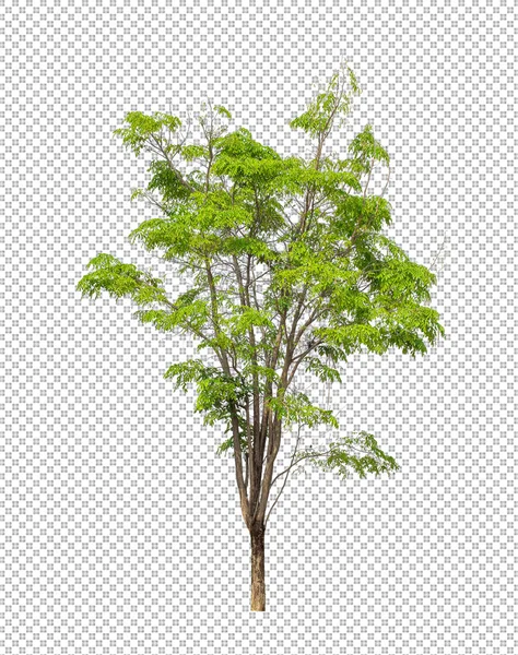 Copac Fundal Imagine Transparentă Cale Tăiere Singur Copac Cale Tăiere — Fotografie, imagine de stoc