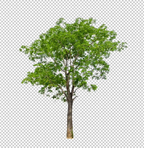 Albero Sfondo Immagine Trasparente Con Percorso Ritaglio Albero Singolo Con — Foto Stock