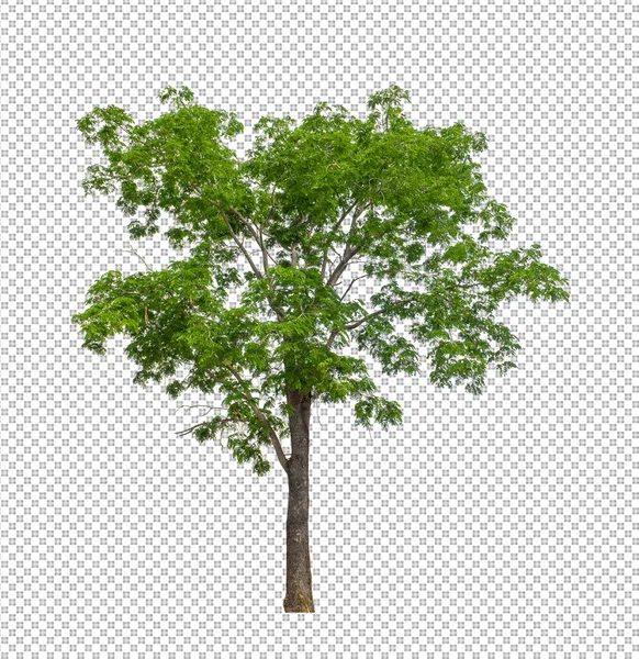 クリッピングパスを持つ透明画像背景の木 クリッピングパスとアルファチャンネルを持つ単一の木 — ストック写真