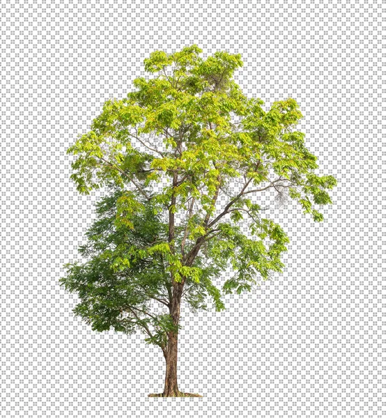Kesme yolu olan şeffaf resim arkaplanı, kırpma yolu ve alfa kanalı olan tek ağaç