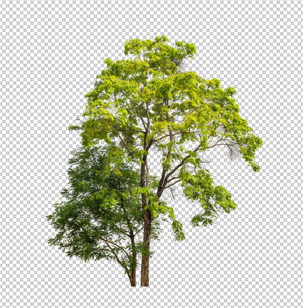 Träd Transparent Bild Bakgrund Med Klippning Väg Enda Träd Med — Stockfoto