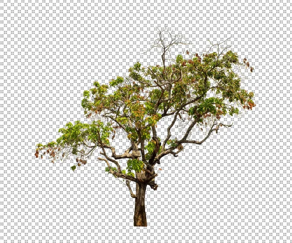 Árbol Sobre Fondo Transparente Con Ruta Recorte Árbol Único Con —  Fotos de Stock