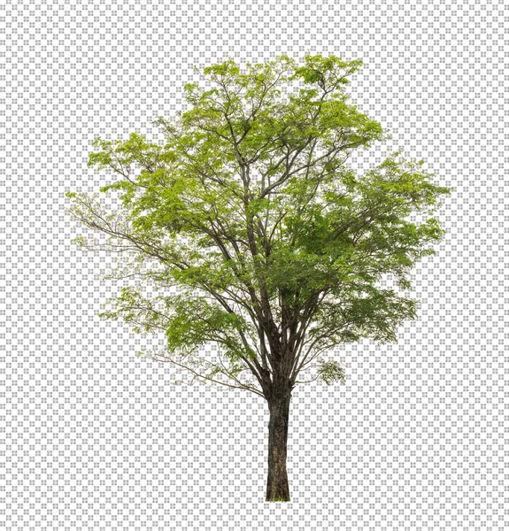 Albero Sfondo Immagine Trasparente Con Percorso Ritaglio Albero Singolo Con — Foto Stock