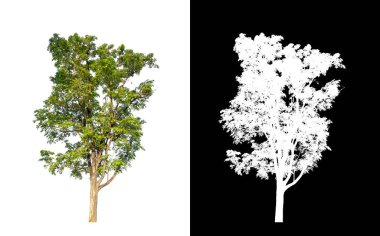 Kesme yolu ile şeffaf resim arkaplan üzerinde ağaç, kırpma yolu olan tek ağaç ve siyah arkaplanda alfa kanalı
