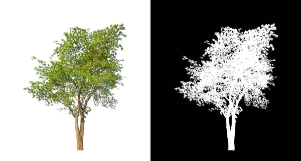 Árbol Sobre Fondo Transparente Con Ruta Recorte Árbol Único Con —  Fotos de Stock