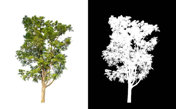 Kesme yolu ile şeffaf resim arkaplan üzerinde ağaç, kırpma yolu olan tek ağaç ve siyah arkaplanda alfa kanalı