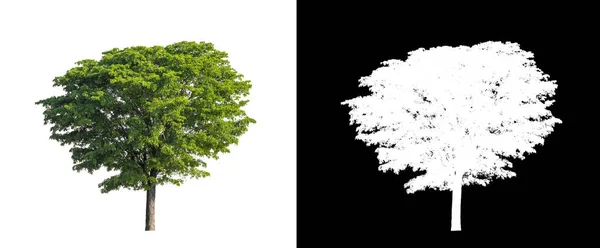 Árbol Sobre Fondo Transparente Con Ruta Recorte Árbol Único Con —  Fotos de Stock