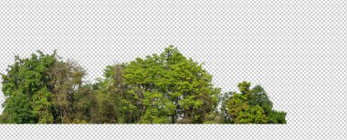 Saydam arka plan ormanlarında izole edilmiş yeşil ağaçlar ve hem kesik yolu hem de alfa kanalı ile hem de iz ve ağ için yaz yaprakları