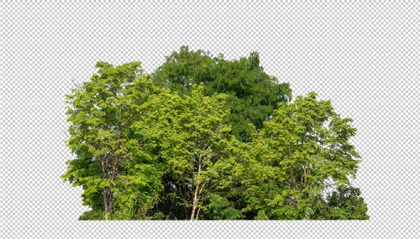 在透明的背景森林和夏叶上隔离的绿树 用于具有切割路径和Alpha通道的印刷品和网络 — 图库照片