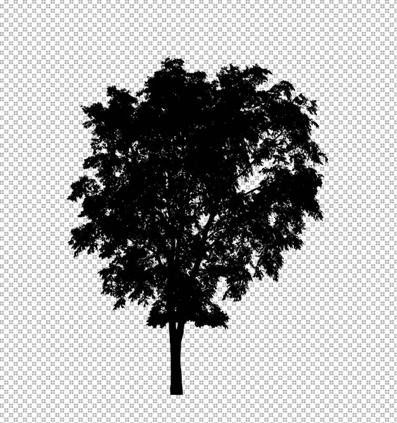 Silhouette Arbre Sur Fond Transparent Avec Chemin Coupe Alpha — Photo