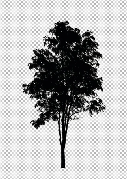 Sílhueta Árvore Fundo Transparente Com Caminho Recorte Alfa — Fotografia de Stock