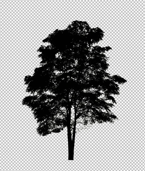 Silueta Stromu Průhledném Pozadí Oříznutou Cestou Alfa — Stock fotografie