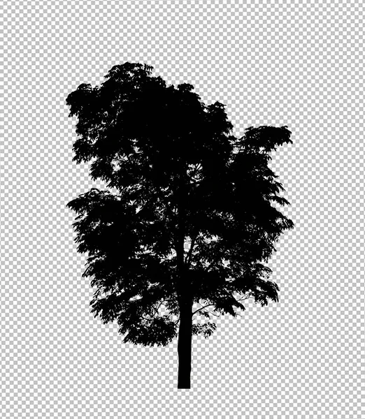 Tree Silhouette Transparent Background Clipping Path Alpha — Stock Photo, Image