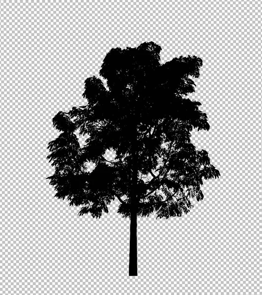 Sylwetka Drzewa Przezroczystym Tle Ścieżką Wycinania Alfa — Zdjęcie stockowe