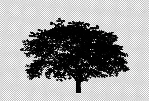 Silueta Árbol Sobre Fondo Transparente Con Ruta Recorte Alfa — Foto de Stock