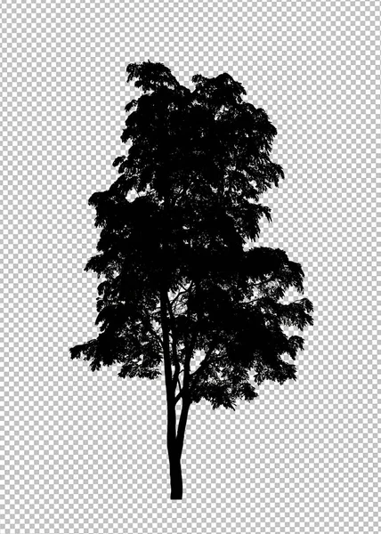 Silhouette Arbre Sur Fond Transparent Avec Chemin Coupe Alpha — Photo