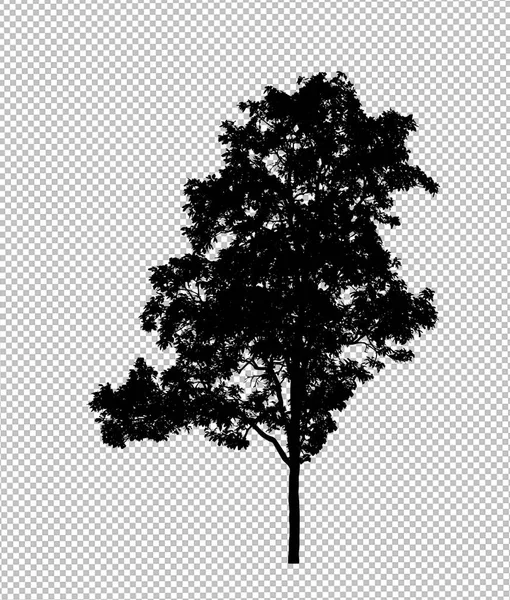 Силует Дерева Прозорому Фоні Відсічним Контуром Альфа — стокове фото