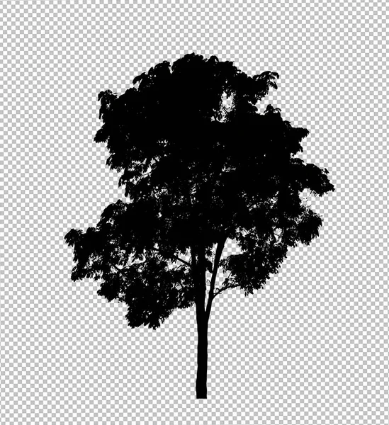 Силует Дерева Прозорому Фоні Відсічним Контуром Альфа — стокове фото