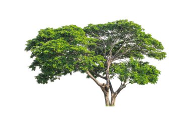 Beyaz arkaplanda izole edilmiş ağaç hem yazdırma hem de web sayfaları için uygundur