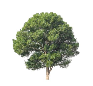 Beyaz arkaplanda izole edilmiş ağaç hem yazdırma hem de web sayfaları için uygundur