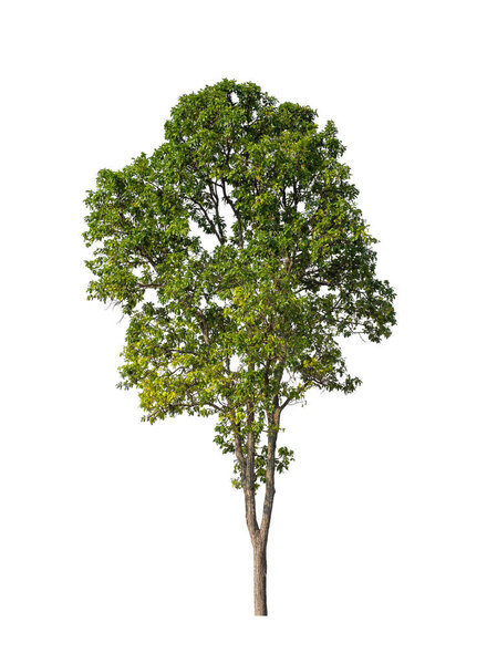 Tree that are isolated on a white background are suitable for both printing and web pages