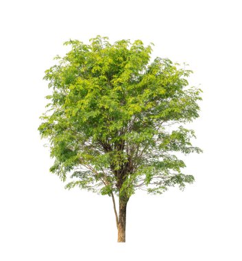 Beyaz arkaplanda izole edilmiş ağaç hem yazdırma hem de web sayfaları için uygundur