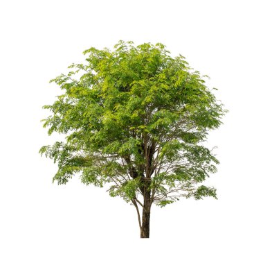 Beyaz arkaplanda izole edilmiş ağaç hem yazdırma hem de web sayfaları için uygundur