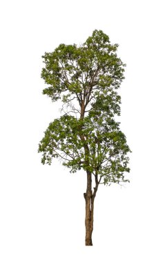 Beyaz arkaplanda izole edilmiş ağaç hem yazdırma hem de web sayfaları için uygundur