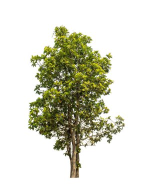 Beyaz arkaplanda izole edilmiş ağaç hem yazdırma hem de web sayfaları için uygundur